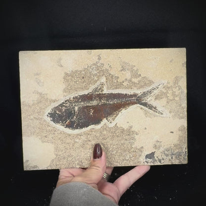 Fish Fossil - Knightia Eoceana