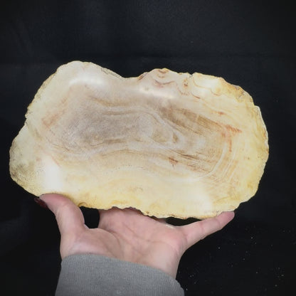Petrified Wood Slab