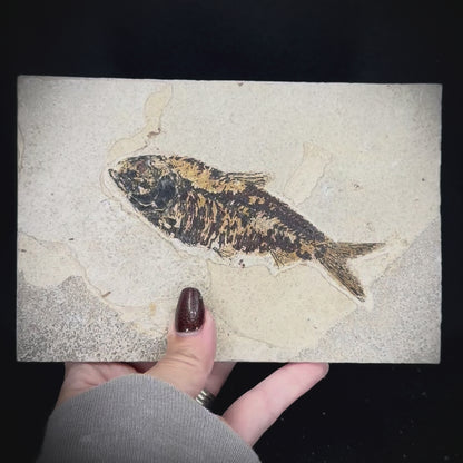 Fish Fossil - Knightia Eoceana