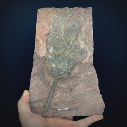 Crinoid Plate