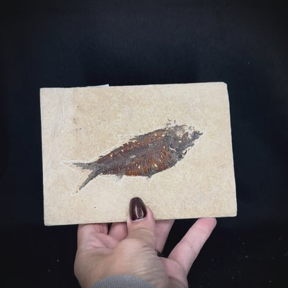 Fish Fossil - Knightia Eoceana