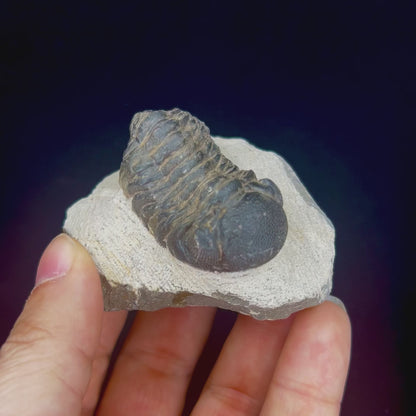 Metacanthian Trilobite in Matrix