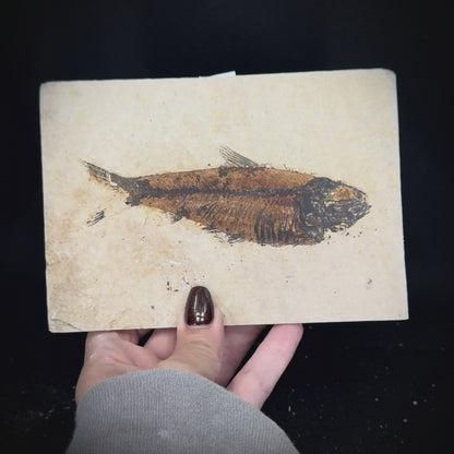 Fish Fossil - Knightia Eoceana