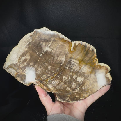 Petrified Wood Slab