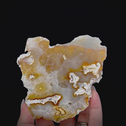 Petrified Coral