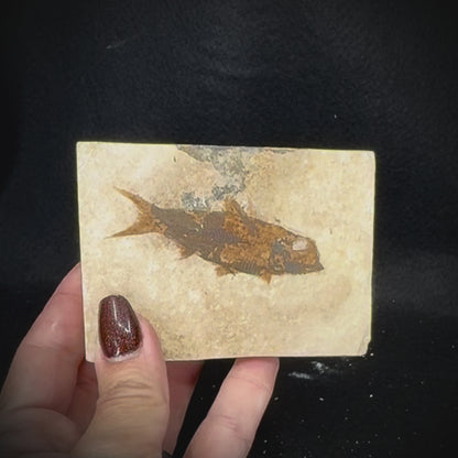 Fish Fossil - Knightia Eoceana