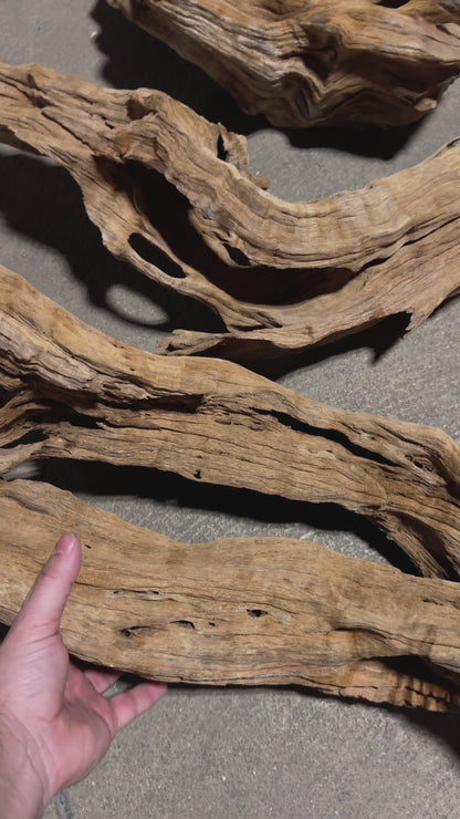 Driftwood - Mahogany Root