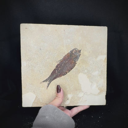 Fish Fossil - Knightia Eoceana