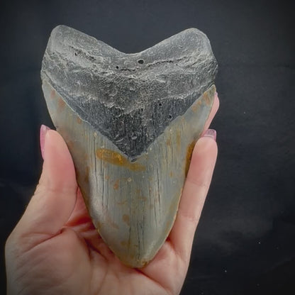 Megalodon Tooth