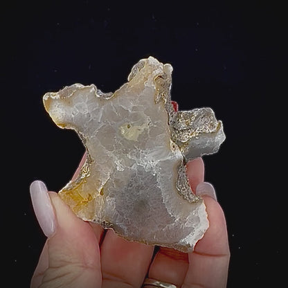 Petrified Coral
