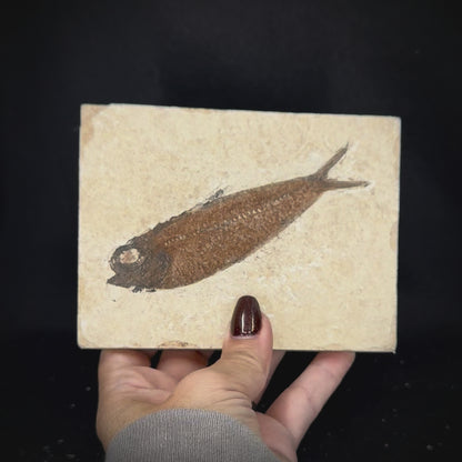 Fish Fossil - Knightia Eoceana