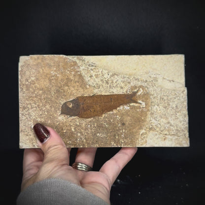 Fish Fossil - Knightia Eoceana