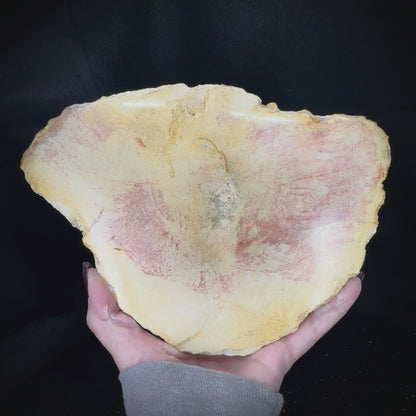 Petrified Wood Slab