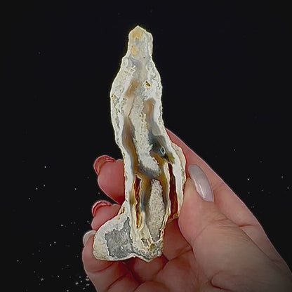 Petrified Coral