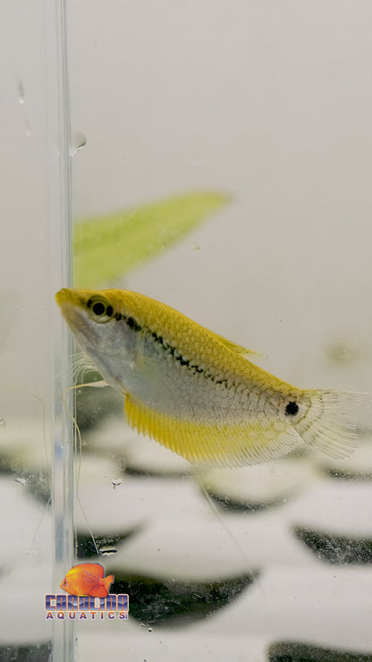 Gourami - Pearl Gold