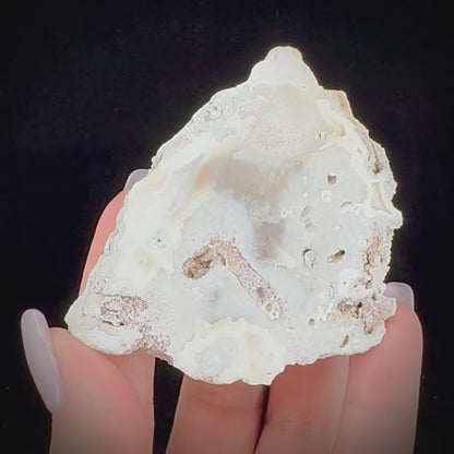 Petrified Coral