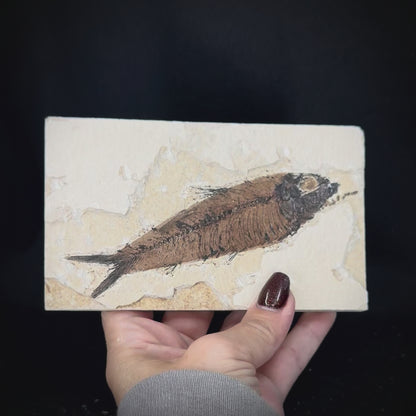 Fish Fossil - Knightia Eoceana