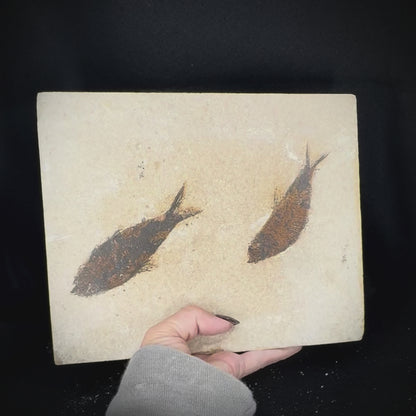 Fish Fossil - Knightia Eoceana