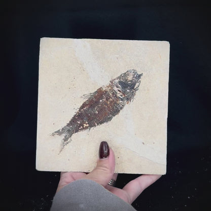 Fish Fossil - Knightia Eoceana
