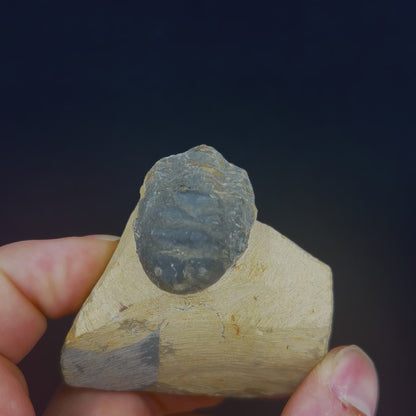 Metacanthian Trilobite in Matrix