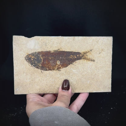 Fish Fossil - Knightia Eoceana