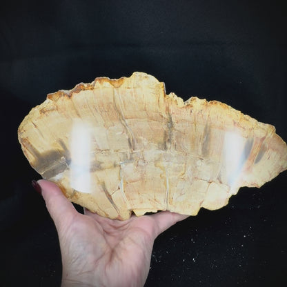 Petrified Wood Slab