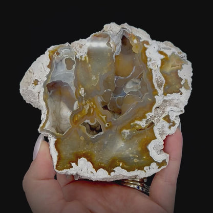 Petrified Coral