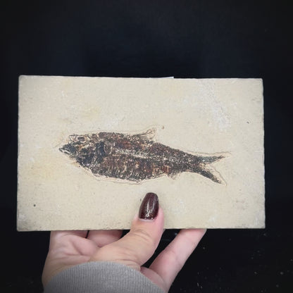Fish Fossil - Knightia Eoceana