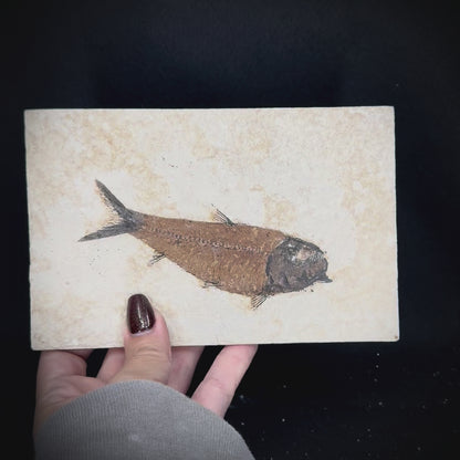 Fish Fossil - Knightia Eoceana