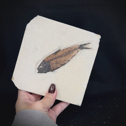 Fish Fossil - Knightia Eoceana