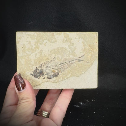 Fish Fossil - Knightia Eoceana