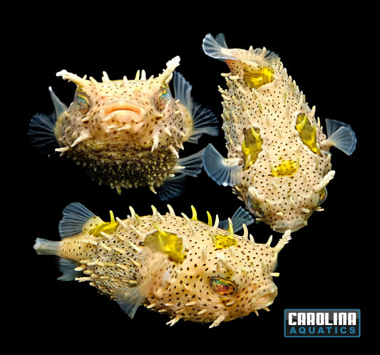 Puffer - Bridled Burrfish