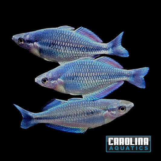 Rainbow - Kamaka Dwarf Med