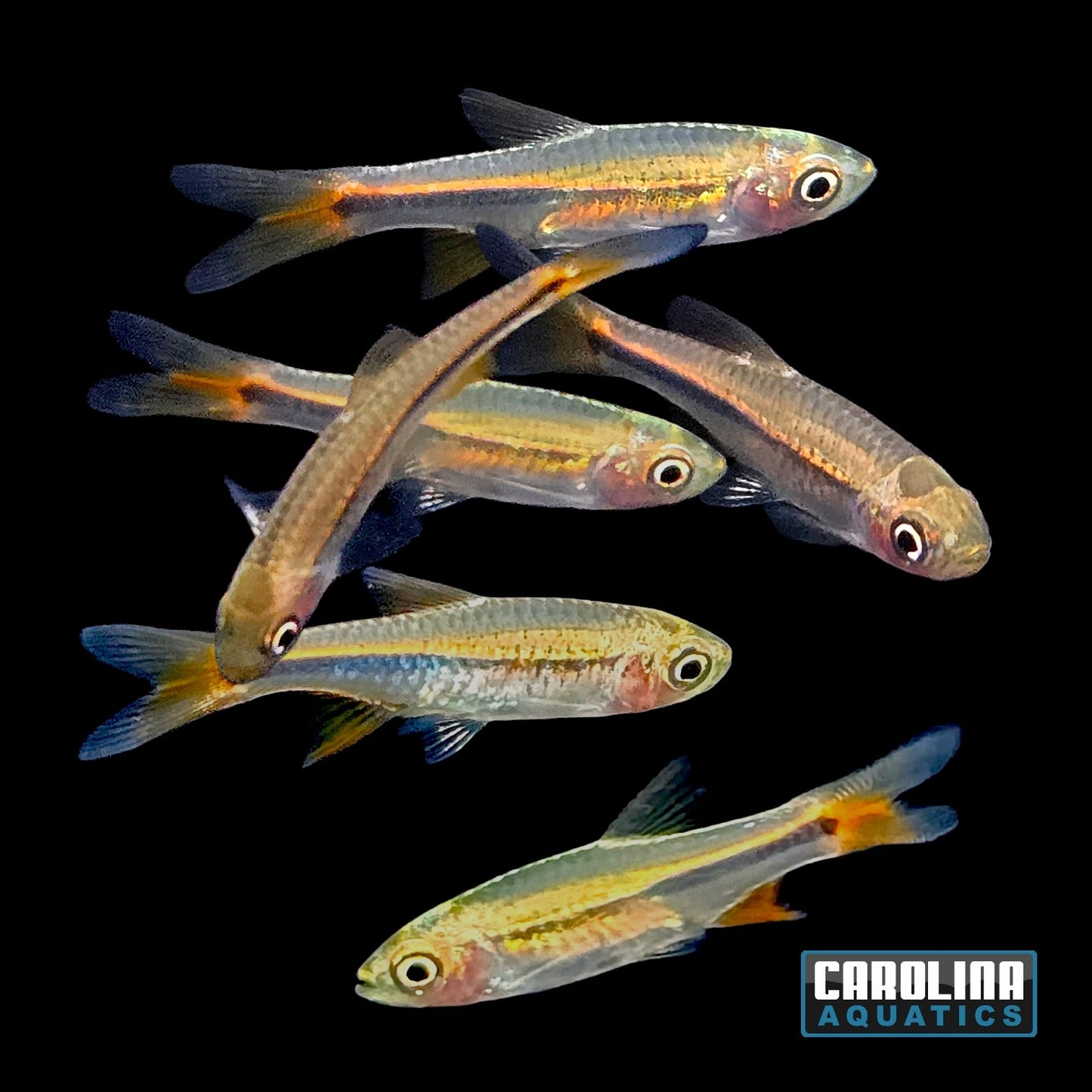 Rasbora - Red Cherry Med