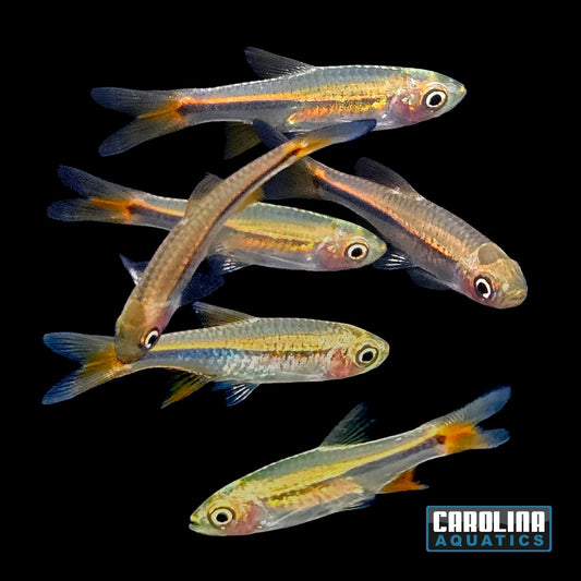 Rasbora - Red Cherry Med