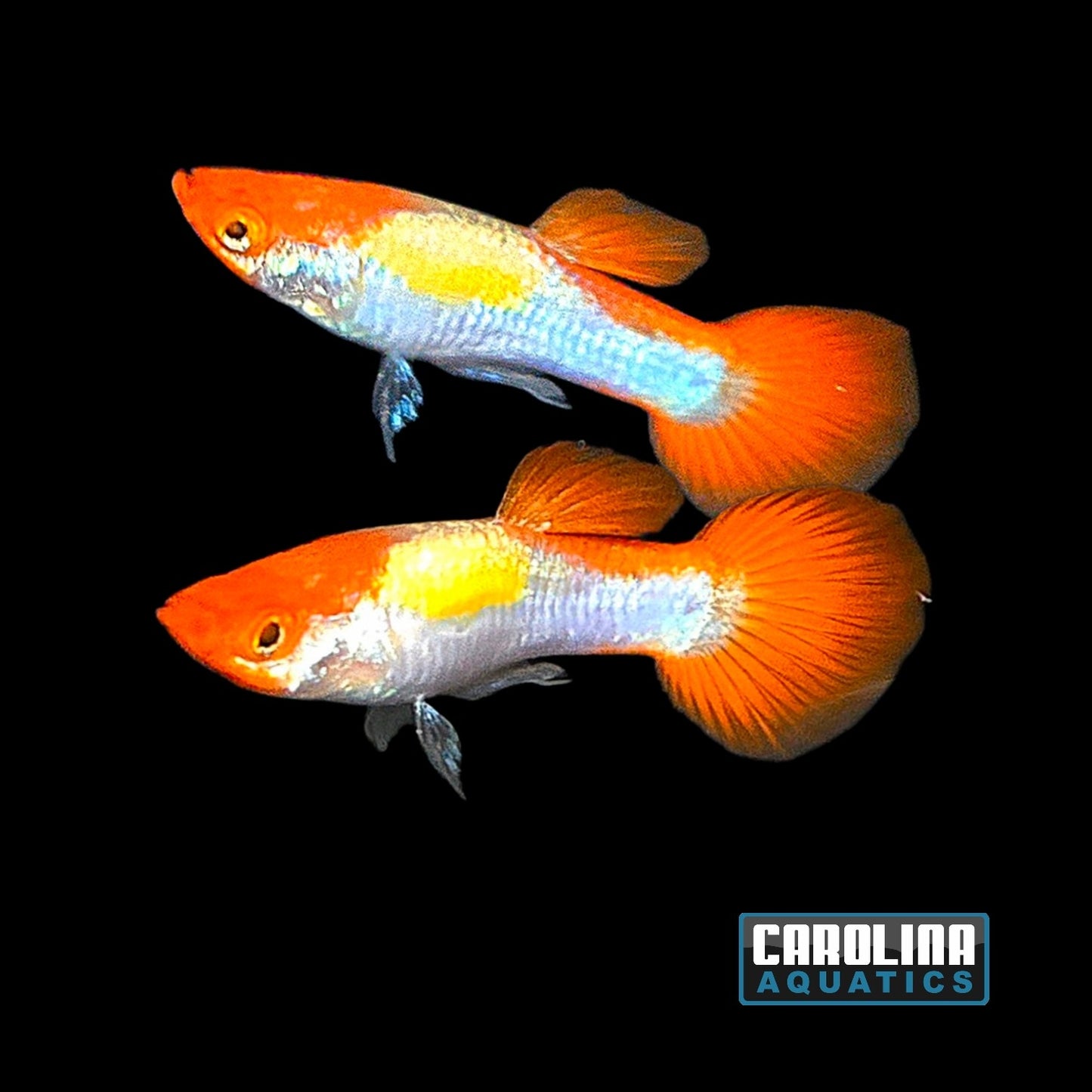 Guppy - Miracle Koi Red