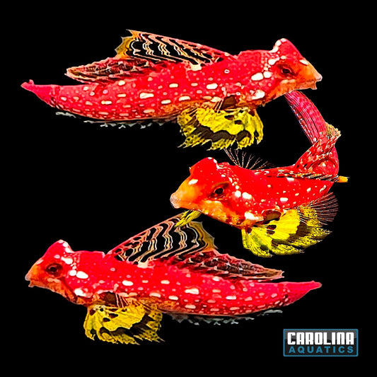 Blenny - Scooter Ruby Red