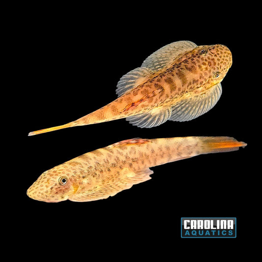 Loach - Hillstream Chinese Purple Fin