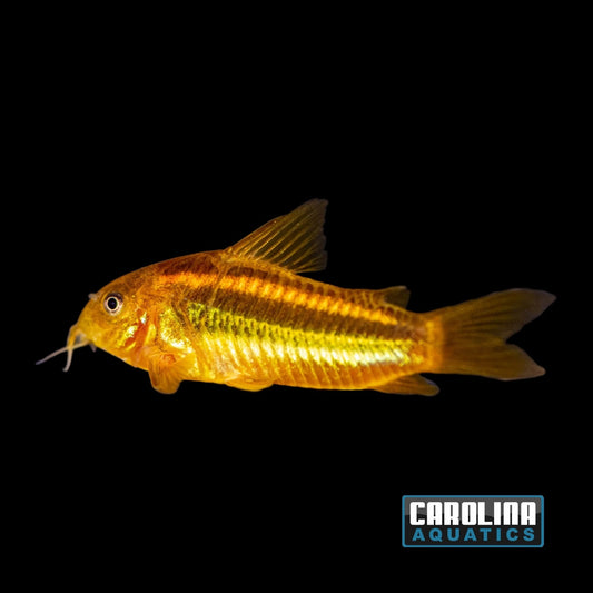 Cory - Orange Laser Med