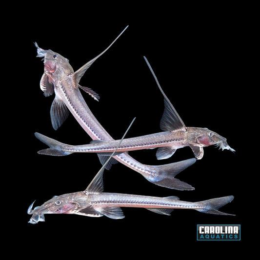 Catfish - Green Sturgeon Doradid Med