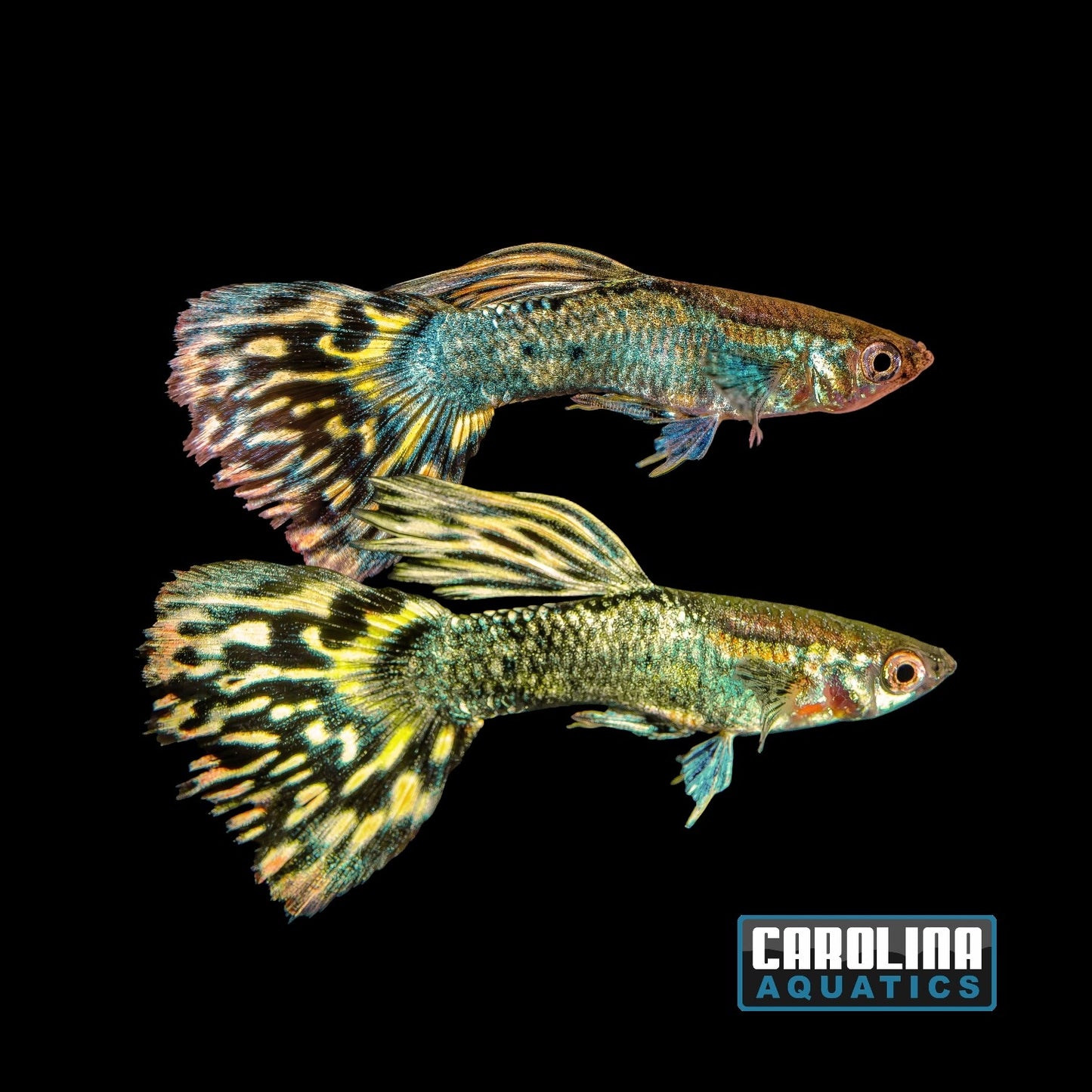 Guppy - Dragon Yellow