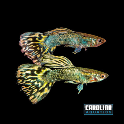 Guppy - Dragon Yellow