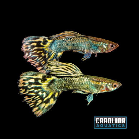 Guppy - Dragon Yellow