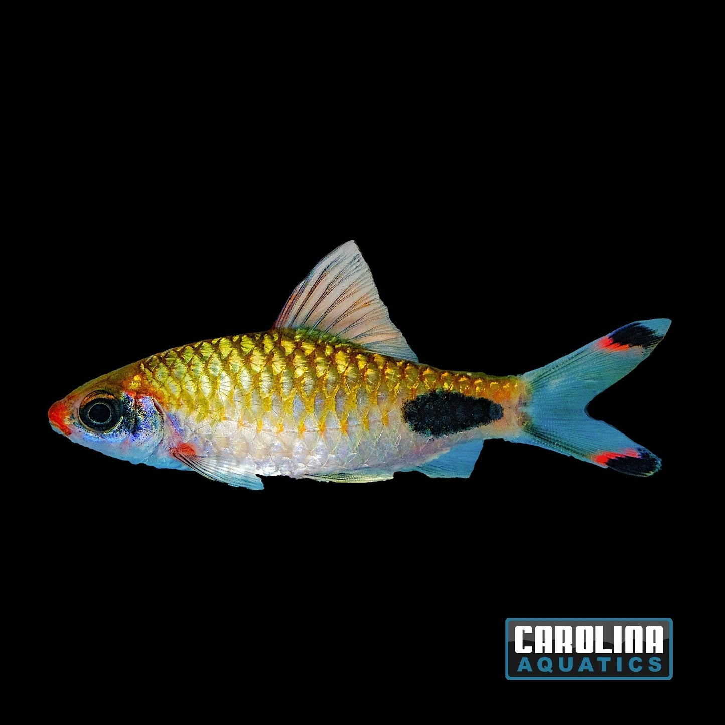Barb - Indian Apsara Lg