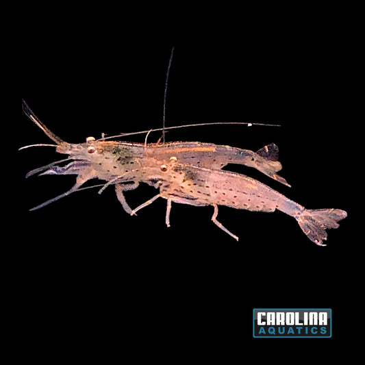 Invert - Shrimp Amano M/L