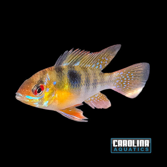 Cichlid - Ram German Blue