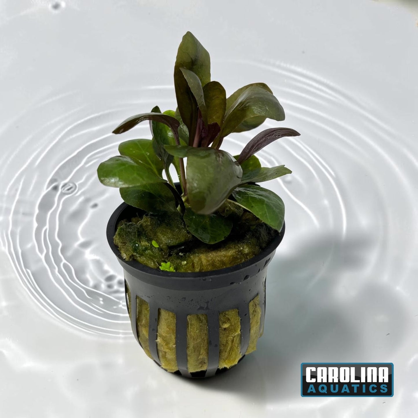 Cardinal Plant Potted