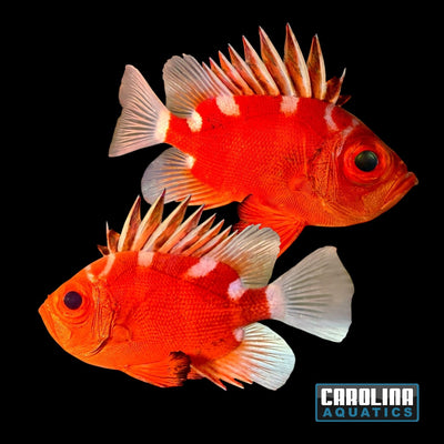 Soldierfish Japanese Bigeye