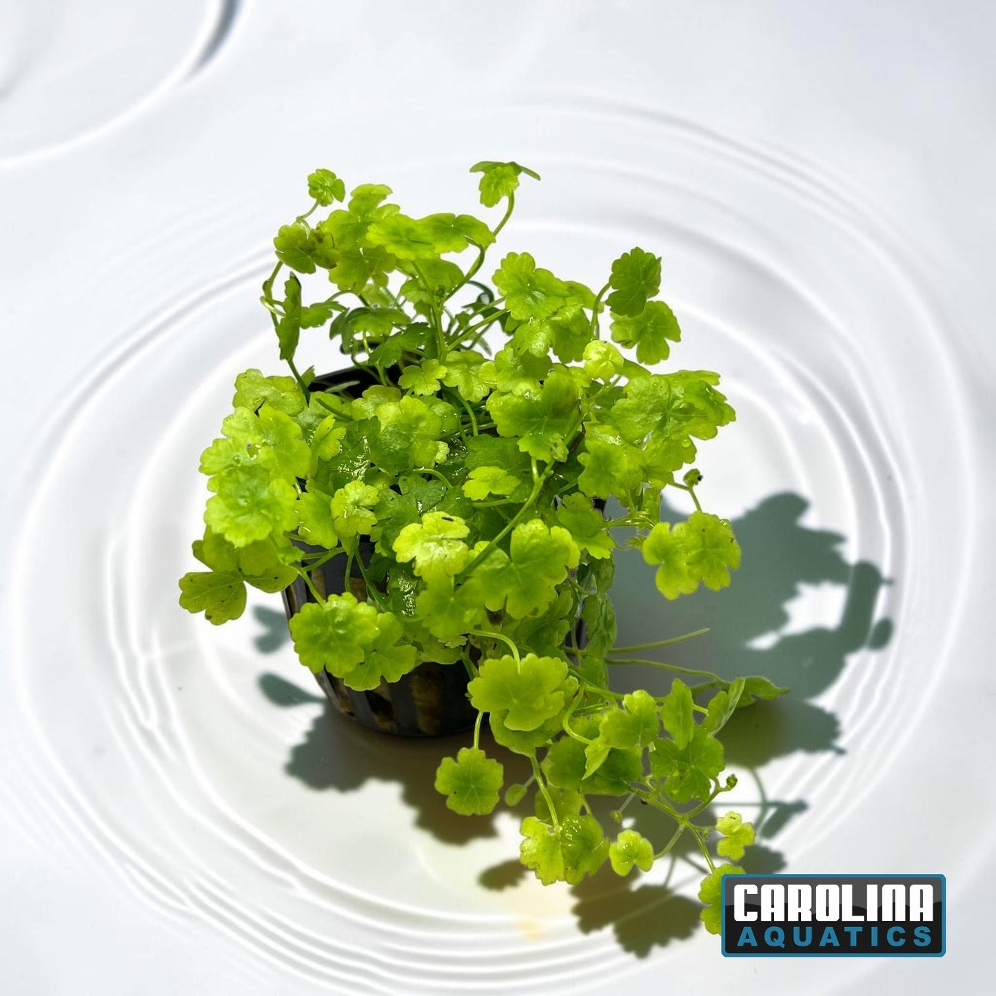 Hydrocotyle Japan Potted