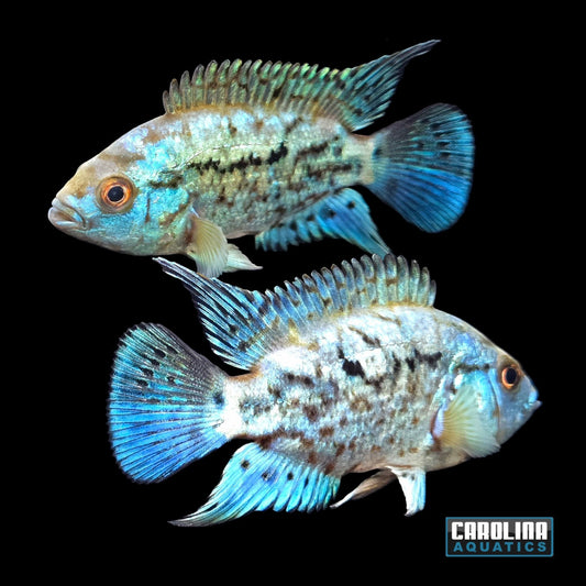 Cichlid - Jack Dempsey Electric Blue Med